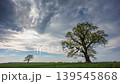 Old Oak tree against the sky, fresh green colors and spring clouds in the sky 139545868