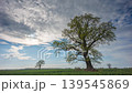 Old Oak tree against the sky, fresh green colors and spring clouds in the sky 139545869