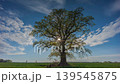 Timelapse of a cloudy sky moving past an ancient Oak Tree in a meadow 139545875