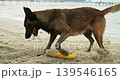 Energetic canine retrieving yellow ring. Active dog splashing and fetching during playful rescue exercises. Lively midrange dog emerging from water while holding bright yellow ring in its mouth 139546165