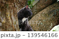Serene cat calmly observing nature surroundings. Tranquil feline perched peacefully in lush garden environment. Reflective cat sitting serenely on tree branch amidst verdant garden scenery 139546166