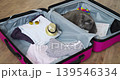 Tranquil house cat rests among travel items. Content feline peacefully laying beside luggage and travel supplies. Peaceful domestic cat naps calmly amid travel bags and associated accessories 139546334