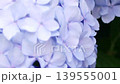 Hydrangea petals turning blue-purple and a natural landscape 139555001
