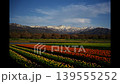 View of Mt. Asahi from the tulip fields of the "Spring Quartet" at Asahi Funakawa under the setting sun. 139555252