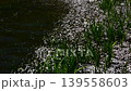 [加留公園] 櫻花花瓣漂浮在水面上 [鬚坂市] 139558603