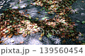 落ち葉 落葉 おちば 139560454