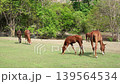 A brown mare and her young foal grazing together on a green pasture with a natural forest background 139564534