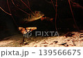 Freshwater fish swimming through aquatic plants and submerged wood in a natural habitat, showcasing vibrant colors and dynamic movement in a serene underwater environment 139566675