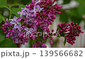 Lilac flowers in various stages of bloom with vibrant pink and purple petals surrounded by green leaves in a natural outdoor setting 139566682