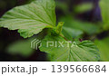 Close-up of vibrant green leaves showing growth stages, with new leaf buds emerging from the stem in a natural outdoor setting surrounded by blurred foliage 139566684