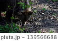 Brown bear forages for food on forest floor, surrounded by green foliage and scattered leaves, showcasing natural behavior in a woodland environment 139566688