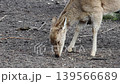 Deer foraging on the ground, grazing on vegetation and small twigs in a natural habitat, with dirt and scattered debris visible in the background 139566689