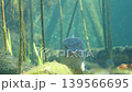 Underwater scene featuring a large fish swimming through aquatic vegetation, with clear visibility of surrounding plants and water reflections in a freshwater environment 139566695