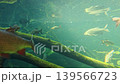 Underwater scene featuring various fish swimming among submerged tree branches and mossy logs in a clear freshwater environment with sunlight filtering through the water 139566723