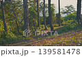 travel and people activity concept with tropical forest with pine tree on mountain  139581478
