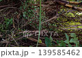 Vertical POV shot of a person walking and entering through dense bushes and dry undergrowth in a wild forest. 139585462