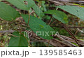 Vertical Close up shot of a small green katydid resting on a leaf among dry brown vegetation 139585463