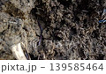 Vertical Close up shot of an earthworm crawling through dark clumpy soil. 139585464