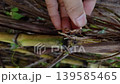 Vertical Close up shot of a hand peeling the dry leaf sheath of a sugarcane stalk to reveal its aerial roots 139585465