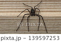 long-legged hunting spider 139597253