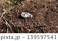A red wood ant anthill, actively moving 139597541