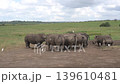 a timelapse of a group of rhinos resisting domination by a rival male. 139610481