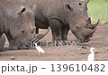a time to rest for the family of rhnos after successfully repulsing a rival male. 139610482