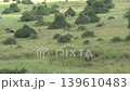 a rare black rhino joins other grazers in a prime grazing part of nairobi national park        139610483