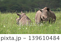 a mother white rhino resting in the plains together with her juvenile 139610484