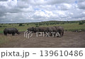 a juvenile male white rhino is attacked by the dominant male in the group 139610486