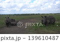 a group of white rhinos suddenly alarmed and runs off followed by egrets. 139610487