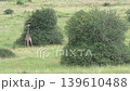 a giraffe shaping a tree like a wine glass in a nich feading process. 139610488