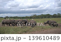 after a final push by the rhino family matriarch, the dejected rival male rhino leaves 139610489