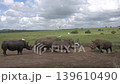 a family of white rhinos resist attempt of take over by a rival male. 139610490