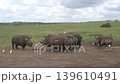 a family of white rhinos make a perfect wall against an intruding rival male. 139610491