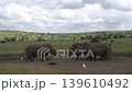 a family of white rhino makes a grand stand against intrusion by a rival male. 139610492