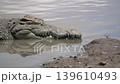 a close up of the head of a nile crocodile showing the outward growing teeth. 139610493