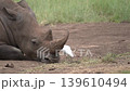 Cattle Egret Cleaning White Rhino Eye, Symbiotic Relationship, Africa 139610494
