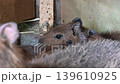 Baby Capybara 139610925