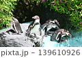 A Cape penguin that pushes things off 139610926