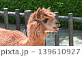 A brown alpaca enjoying its mealtime. 139610927