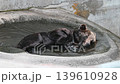 A Hokkaido brown bear relaxing at the watering hole in the bear park. 139610928