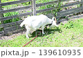 Goat eating grass 139610935