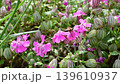 Honeybees collecting nectar 139610937