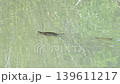 A green slider turtle swimming in a pond 139611217