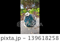 Close-up of a pied Indian peafowl walking on stone pavement outdoors in a public park in natural daylight. Exotic bird moving naturally and looking toward camera. 139618258