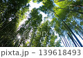 微風吹拂的竹林，湛藍的天空。 139618493