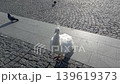 Close-up footage of a white peacock walking on a cobblestone path outdoors in a public park during warm sunset light. Detailed white feathers and natural movement of exotic bird in daylight. 139619373