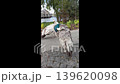 Close-up of two pied Indian peafowls standing on a stone pathway in a public park and grooming their feathers during daylight. Natural exotic bird behavior with grass, bushes, and river  139620098