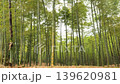 Sunlight filtering through the bamboo grove 139620981
